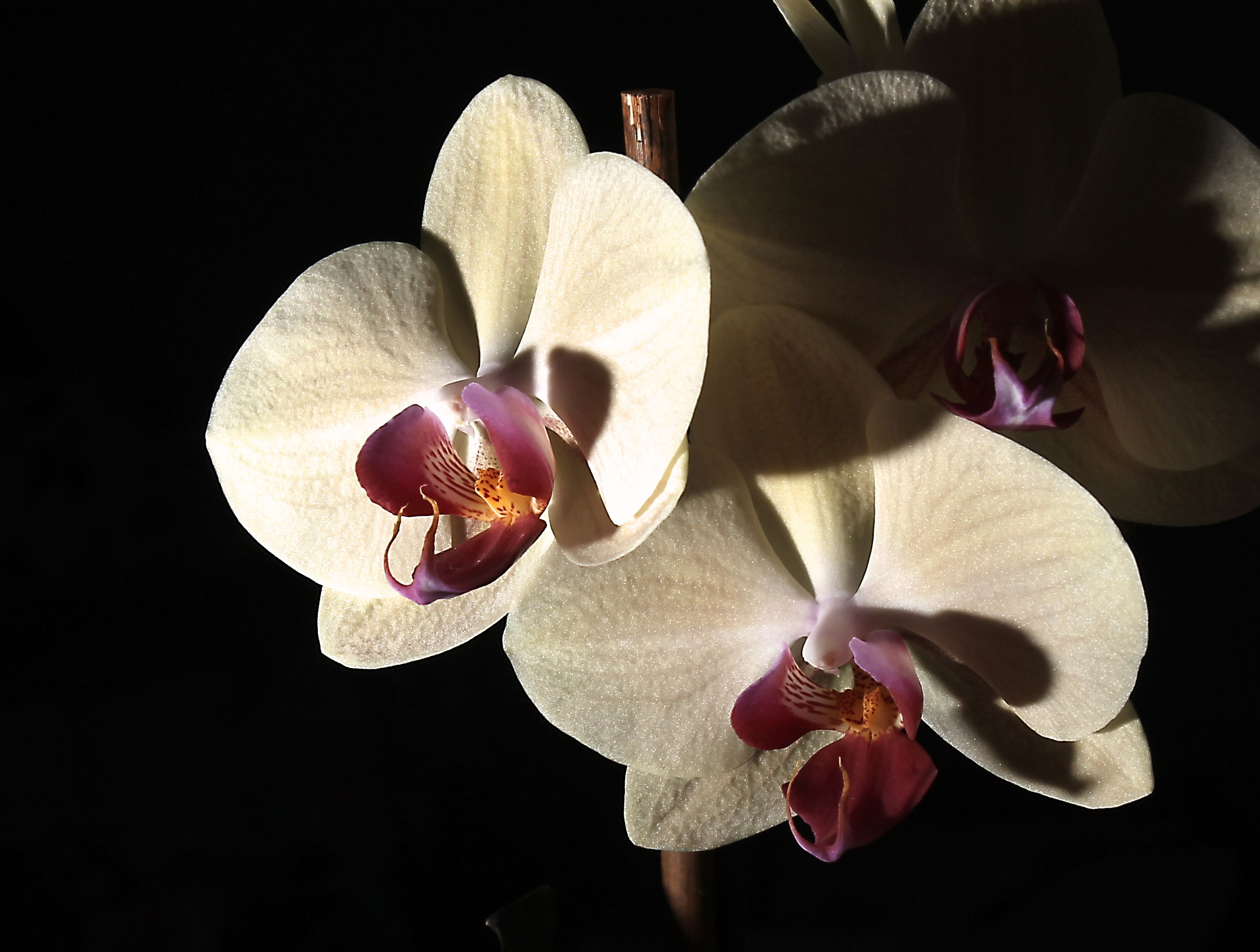 Orchid